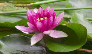 LotusFlower.jpg