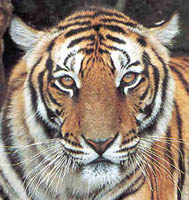 National-Animal-India.jpg