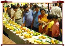 international-mango-festival.jpg