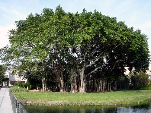 the-banyan-tree.jpg